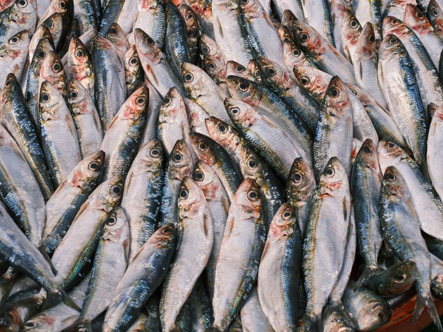 Prato com peixe fresco, salmão e sardinha ricos em ômega-3